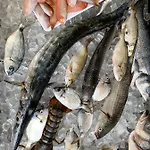 Mercurio Sul Mare - Fish Restaurant And Private מלון 3*